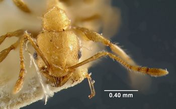 Media type: image; Entomology 29032